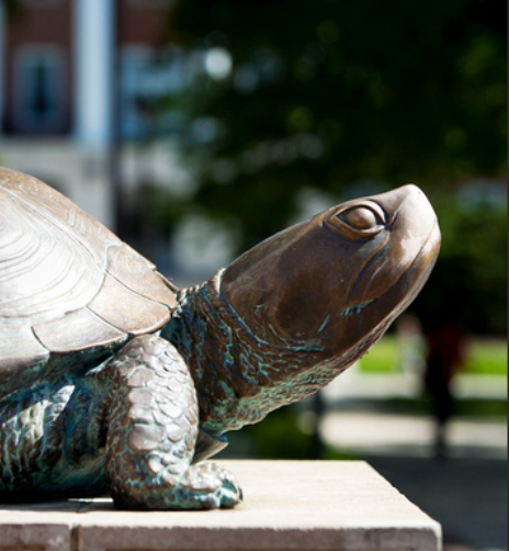 testudo facing right